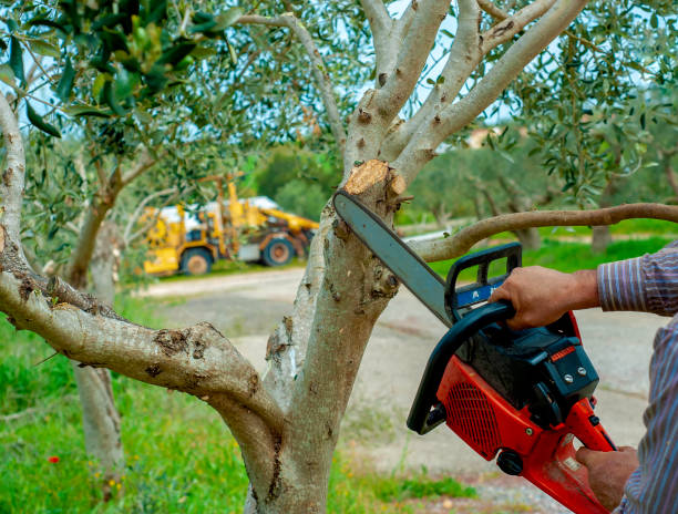 Tree Health Inspection in Pekin, IL